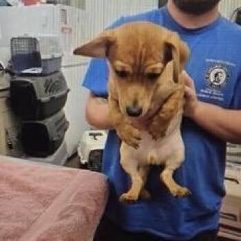 Buddy -  Chihuahua and Yorkshire Terrier Dog for Adoption in Normal, Illinois - Buddy | PetCurious