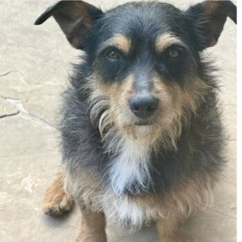 PENNY LANE -  Yorkshire Terrier and Poodle Dog for Adoption in Norwalk, Connecticut - PENNY LANE | PetCurious