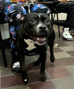 Rescue Mixed Breed Dogs for Adoption in New York, New York - Spike | PetCurious