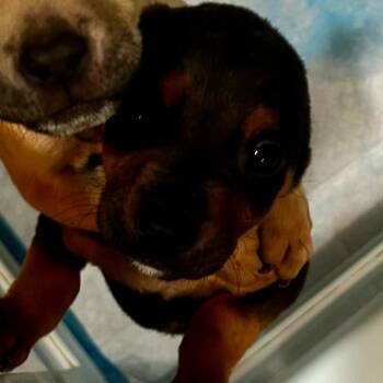 Blue -  Miniature Pinscher and English Bulldog Dog for Adoption in Valdosta, Georgia - Blue | PetCurious