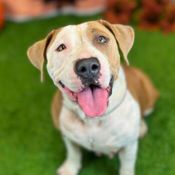 Rescue American Bulldog and Pit Bull Terrier Dogs for Adoption in Mooresville, North Carolina - Flor | PetCurious