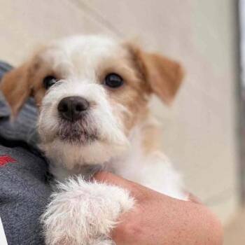 AVAILABLE  8/30 BITSY -  Maltese and Terrier Dog for Adoption in Loves Park, Illinois - AVAILABLE  8/30 BITSY | PetCurious