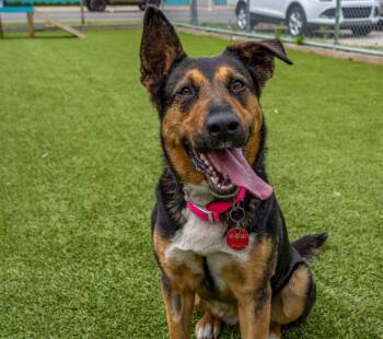 German Shepherd Dog Dogs Available for Adoption - River | PetCurious