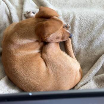 Chihuahua and Mixed Breed Dogs Available for Adoption in Bellingham, Washington - Chloe | PetCurious