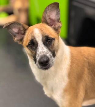 Cattle Dog Dogs Available for Adoption in Naperville, Illinois - Kokoro | PetCurious