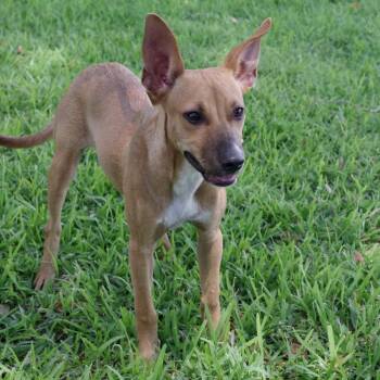Puppy Cami -  German Shepherd Dog and Mixed Breed Dog for Adoption in Miami, Florida - Puppy Cami | PetCurious