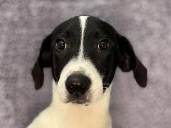 Willow -  Hound and Mixed Breed Dog for Adoption in Portland, Oregon - Willow | PetCurious