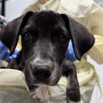 Friedrich -  Mixed Breed and Black Labrador Retriever Dog for Adoption in Salt Lake City, Utah - Friedrich | PetCurious
