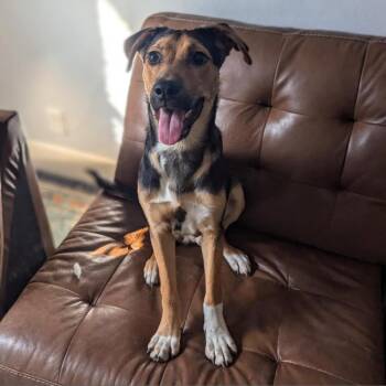 Brother JuM -  Shepherd and Mixed Breed Dog for Adoption in Austin, Texas - Brother JuM | PetCurious