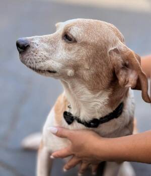 Drako -  Terrier and Mixed Breed Dog for Adoption in Los Angeles, California - Drako | PetCurious