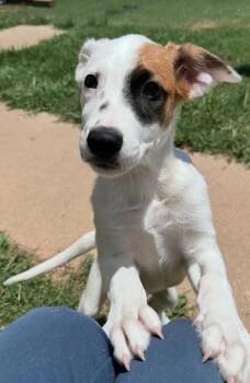 Tiger Eye -  Australian Shepherd and Labrador Retriever Dog for Adoption in Watertown, Connecticut - Tiger Eye | PetCurious