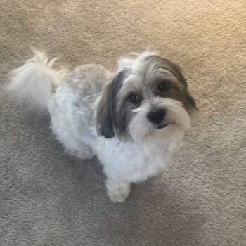 Rescue Poodle and Mixed Breed Dogs for Adoption in Las Vegas, Nevada - Louie | PetCurious