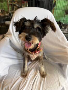 Schnauzer Dogs Available for Adoption in Margate, Florida - LUNA 2 | PetCurious