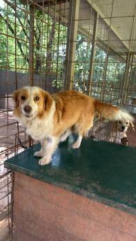 Mila -  Corgi and Mixed Breed Dog for Adoption in Shrewsbury, Massachusetts - Mila | PetCurious