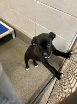 NESSIE -  Pit Bull Terrier and Mixed Breed Dog for Adoption - NESSIE | PetCurious