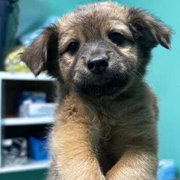 Mixed Breed Dogs Available for Adoption - Queen | PetCurious
