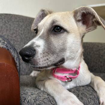 Rory -  German Shepherd Dog Dog for Adoption in South Houston, Texas - Rory | PetCurious