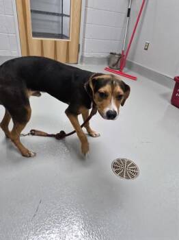 Nc 11 -  Beagle and Pit Bull Terrier Dog for Adoption in Lawrenceville, Georgia - Nc 11 | PetCurious