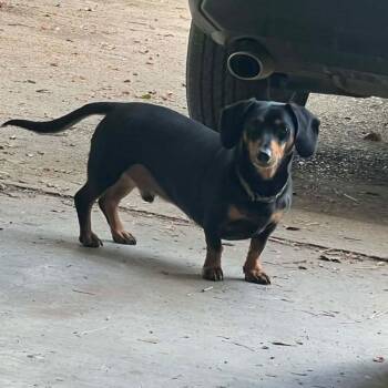 Rescue Dachshund Dogs for Adoption in Baton Rouge, Louisiana - Moose | PetCurious