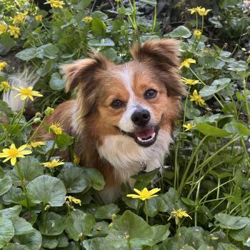 Spaniel Dogs Available for Adoption in Portland, Oregon - Daryl | PetCurious