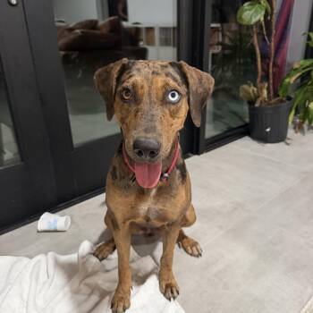TALOULA (Gorgeous, Smart, Sweet, Good With Kids, Loves Water & R -  Catahoula Leopard Dog Dog for Adoption in Houston, Texas - TALOULA (Gorgeous, Smart, Sweet, Good With Kids, Loves Water & R | PetCurious