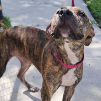 Kaylee -  Mixed Breed Dog for Adoption - Kaylee | PetCurious