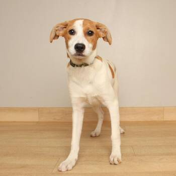 Kyo D71304 -  Cattle Dog and Mixed Breed Dog for Adoption in Minnetonka, Minnesota - Kyo D71304 | PetCurious