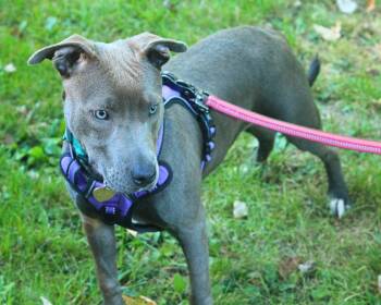 Tiffany -  Pit Bull Terrier and Bull Terrier Dog for Adoption - Tiffany | PetCurious