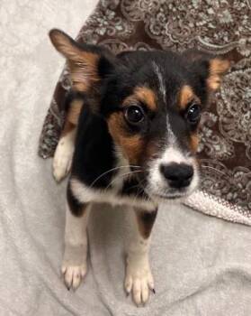 Shepherd Dogs Available for Adoption in Portland, Maine - Mia | PetCurious