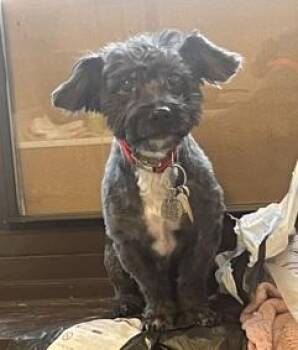 Rescue Schnoodle Dogs for Adoption in Long Beach, New York - Oreo | PetCurious