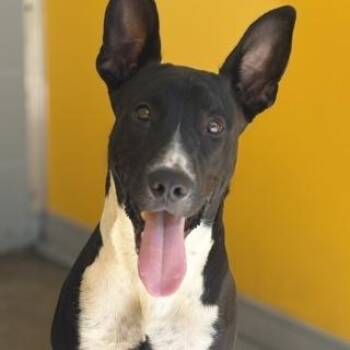 BATMAN -  Mixed Breed Dog for Adoption in Fernandina Beach, Florida - BATMAN | PetCurious