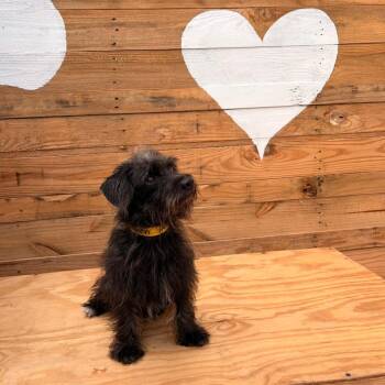 Draven -  Terrier and Mixed Breed Dog for Adoption in Laredo, Texas - Draven | PetCurious