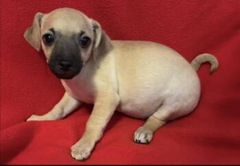 Sophie -  Chihuahua Dog for Adoption in La Palma, California - Sophie | PetCurious