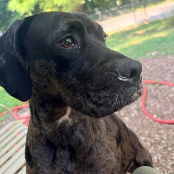 Anime -  Terrier Dog for Adoption in Belleville, Illinois - Anime | PetCurious
