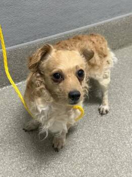 FURBIE -  Chihuahua Dog for Adoption in Las Vegas, Nevada - FURBIE | PetCurious