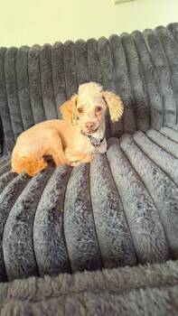 Koda -  Poodle Dog for Adoption in Mustang, Oklahoma - Koda | PetCurious