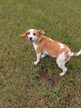 Blanch -  Beagle Dog for Adoption in Aiken, South Carolina - Blanch | PetCurious
