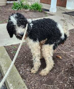 Poodle Dogs Available for Adoption in Dayton, Ohio - DIAMOND | PetCurious