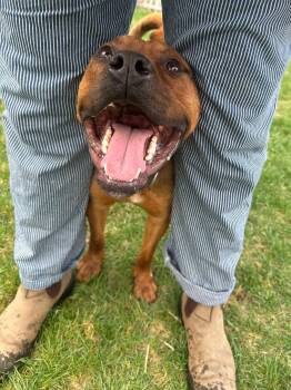 Teddy -  Bullmastiff Dog for Adoption in Randolph, Vermont - Teddy | PetCurious