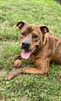 Copper -  Boxer and Mountain Cur Dog for Adoption in Leesburg, Virginia - Copper | PetCurious