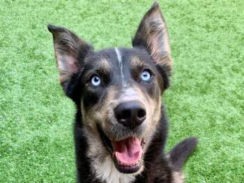 A553232 -  Siberian Husky and Mixed Breed Dog for Adoption in Moreno Valley, California - A553232 | PetCurious