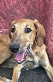 Rescue Greyhound Dogs for Adoption in Laramie, Wyoming - Ripple | PetCurious