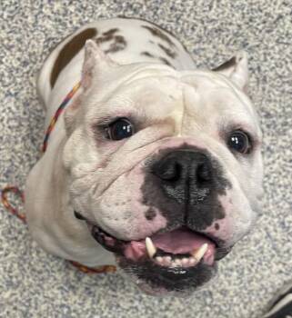 English Bulldog Dogs Available for Adoption in Golden, Colorado - Queen | PetCurious