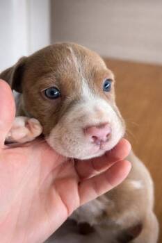 Mixed Breed Dogs Available for Adoption - Pop | PetCurious