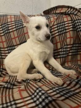 Shepherd and Husky Dogs Available for Adoption - Yeti | PetCurious