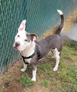 Rescue Terrier Dogs for Adoption in Middle Township, New Jersey - Wilbur | PetCurious