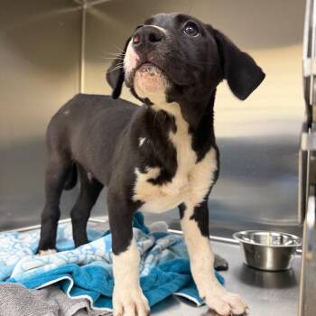 Mixed Breed Dogs Available for Adoption in Winston-salem, North Carolina - Julius | PetCurious