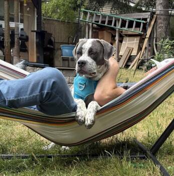 Hudson - FOSTER NEEDED - MEDICAL HOLD -  Pit Bull Terrier Dog for Adoption in Seattle, Washington - Hudson - FOSTER NEEDED - MEDICAL HOLD | PetCurious