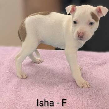 Pit Bull Terrier and Mixed Breed Dogs Available for Adoption in Griswold, Connecticut - Isha | PetCurious