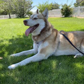 Rescue Siberian Husky and Alaskan Malamute Dogs for Adoption in Pasco, Washington - Gladiola | PetCurious